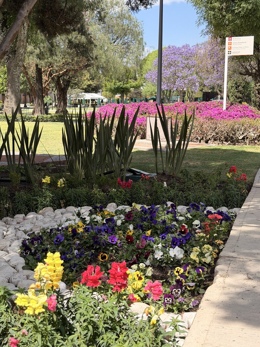 laAndySalas's tweet photo. @escajos @udlap @luisederbez Lamento no sepas  que es para cuidarlos. 
 
¿Por qué crees que no saben?
 ¿No ves otras jacarandas al full?
No toda la info de internet sobre poda es verdadera, hay que informarse de fuentes confiables. https://t.co/ivZWqnEY96