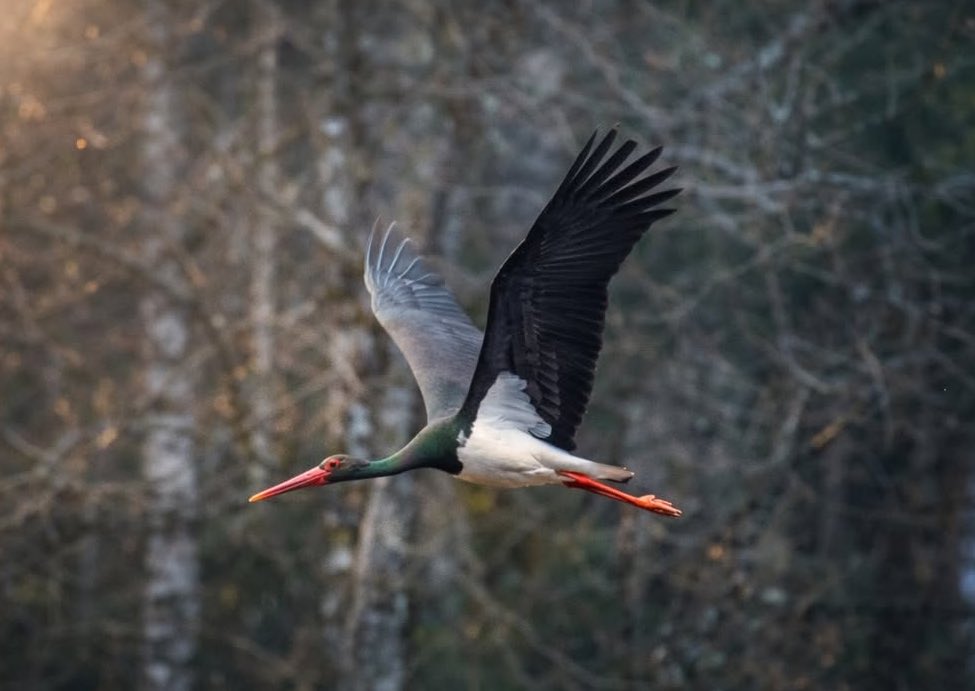 RacjonalnyObywatel tweet media