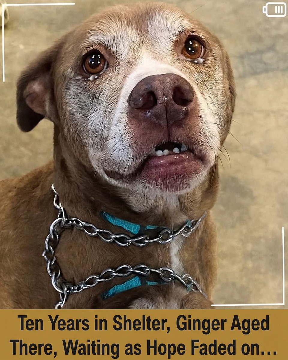 shouq_al90149's tweet photo. For years, Ginger sat quietly behind those shelter walls… watching life pass her by. 🐾💔

Families came and went.
They smiled at other dogs.
They stopped, they chose… and they left.

But not with her.

Seven long years of waiting.
Seven years of hoping each set of footsteps might finally be *the one*. 🥺

Ginger never barked for attention.
Never begged.
She simply watched with those soft, gentle eyes… holding onto a hope that refused to fade.

All she ever wanted was a home.
A warm bed.
A hand to hold onto. ❤️

She wasn’t loud.
She wasn’t flashy.
Just a quiet soul with so much love to give… if only someone would see her.

If her story touches your heart, please send Ginger some love. 💞
Because even after all this time… she’s still waiting to be chosen. 🐶🏡