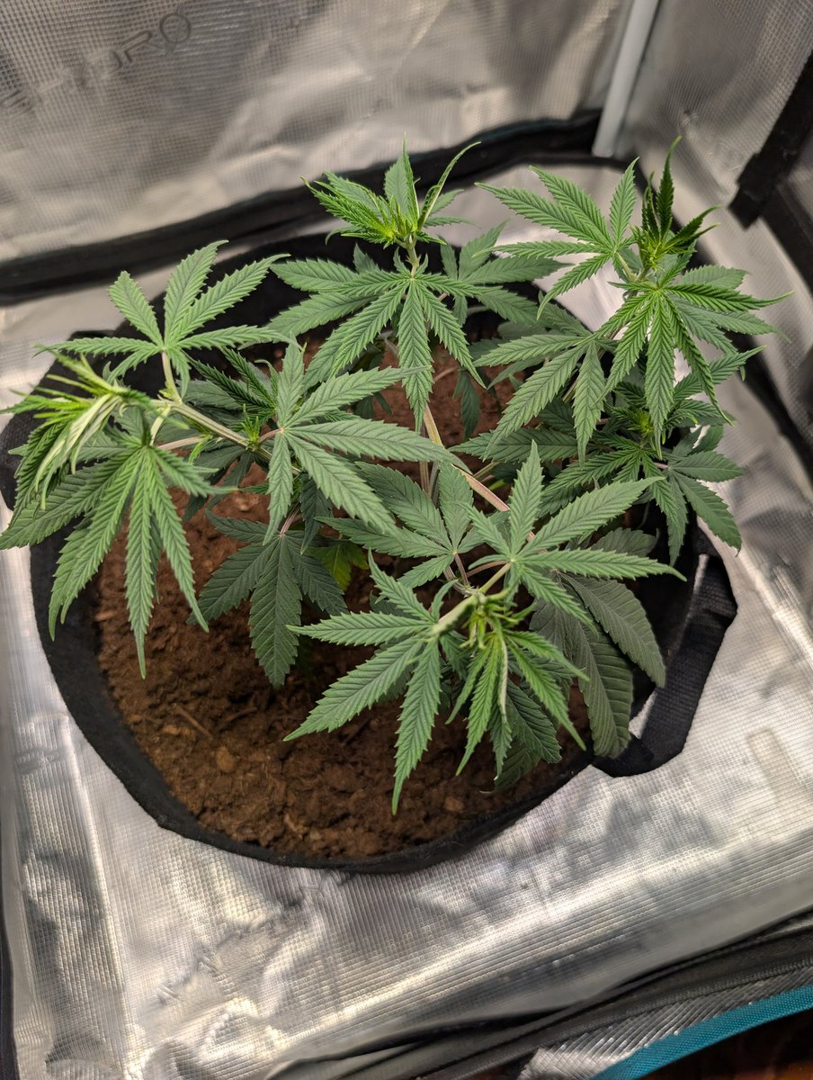 cannaclaude tweet media