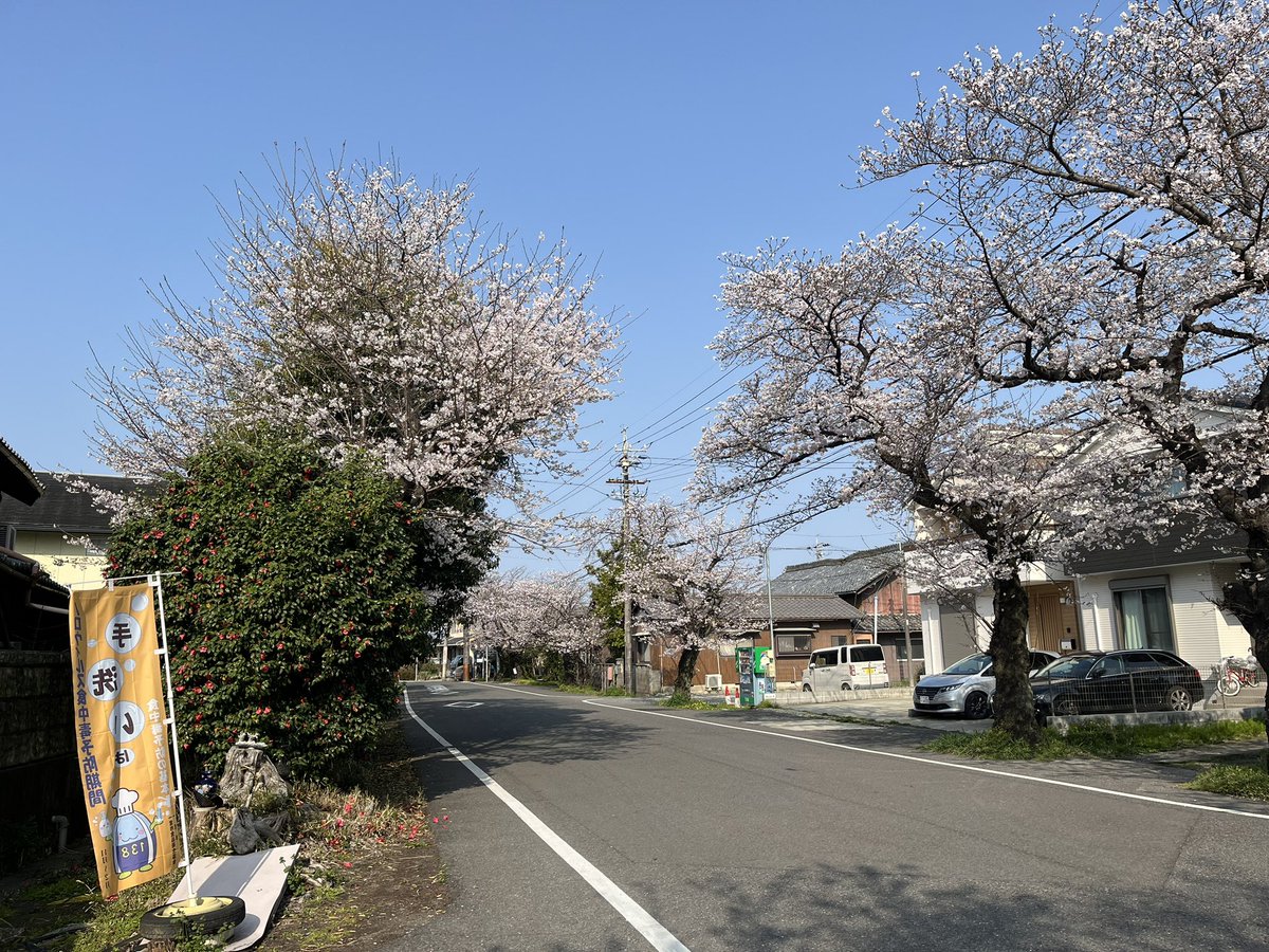 快晴でお花見に最高の日になりそうです♬ほぼ満開の桜とともに大切なひとときを♬
#桜　#花見　#満開
#幸せ　#大切な時