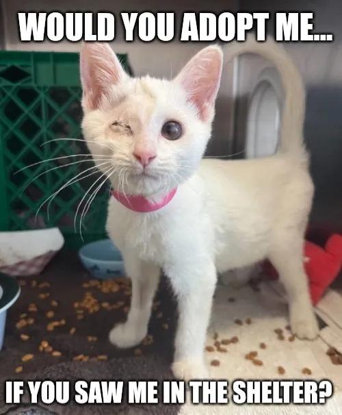 Sara Mary ⭐❤️ tweet media