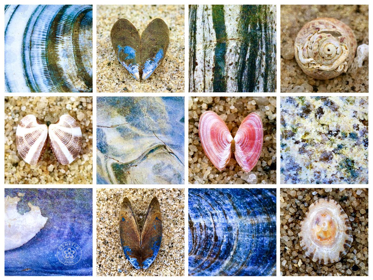 VenetiaJane's Garden tweet media