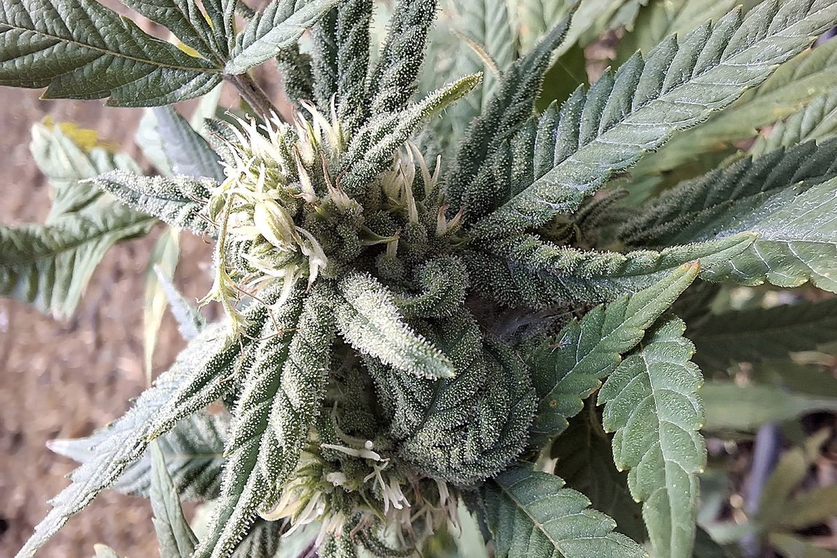 Universidad Nacional de Colombia tweet media