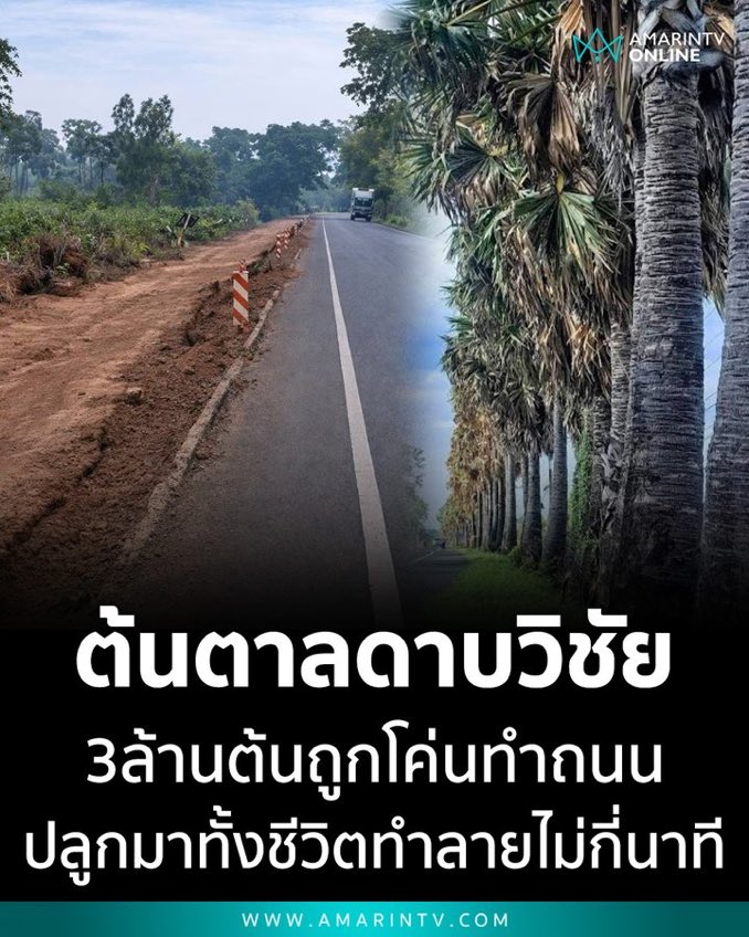 แมวปวดหัว tweet media