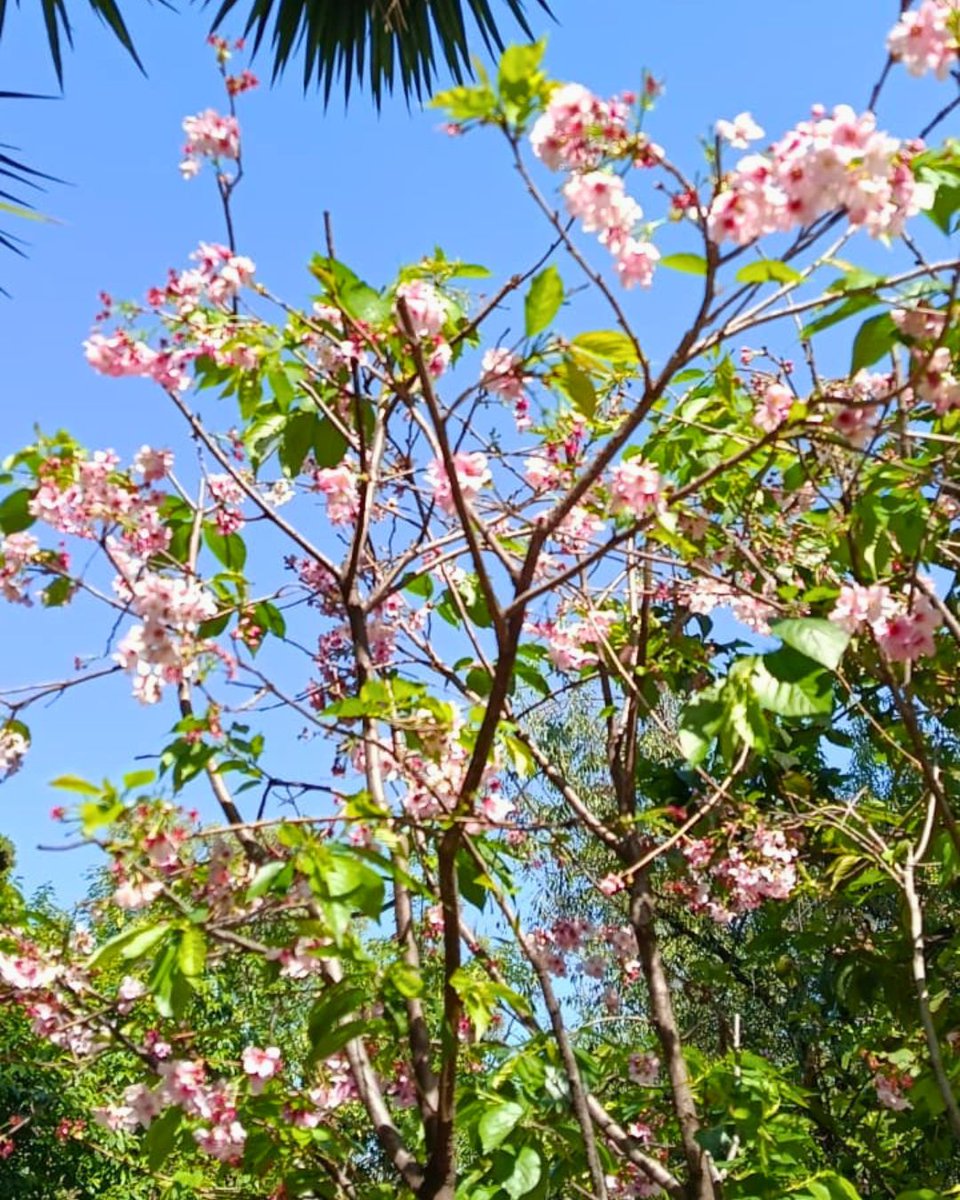 Embajador del Japón en México tweet media