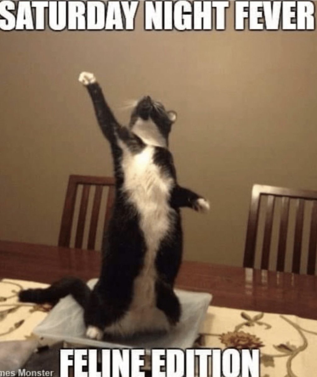 dcd728's tweet image. Ready to #boogie #down that’s right it’s #CaturdayNightFever when all #cool #kitties #dance the #night #away #discoball #optional