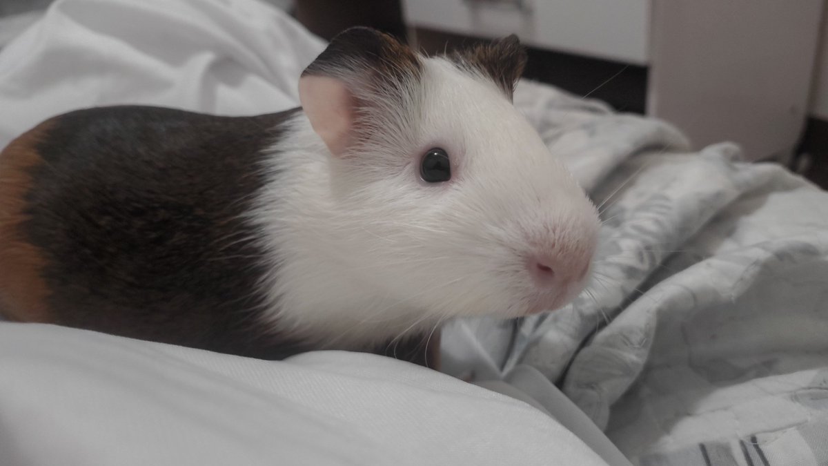 mabel ⚢ tweet media