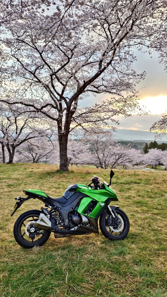 まゆまゆ太 tweet media