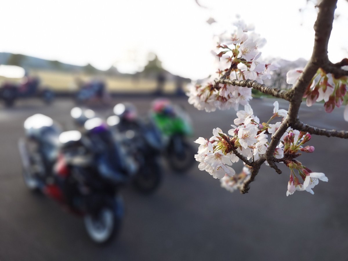 まゆまゆ太 tweet media