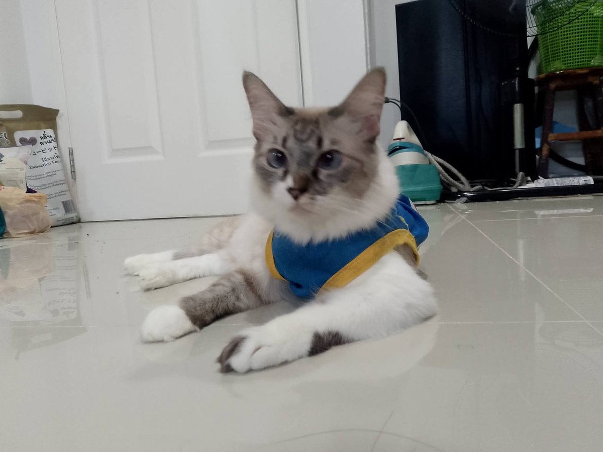 Ken___666's tweet photo. แมว ยูว์🐱 https://t.co/mxsxO0xMUh