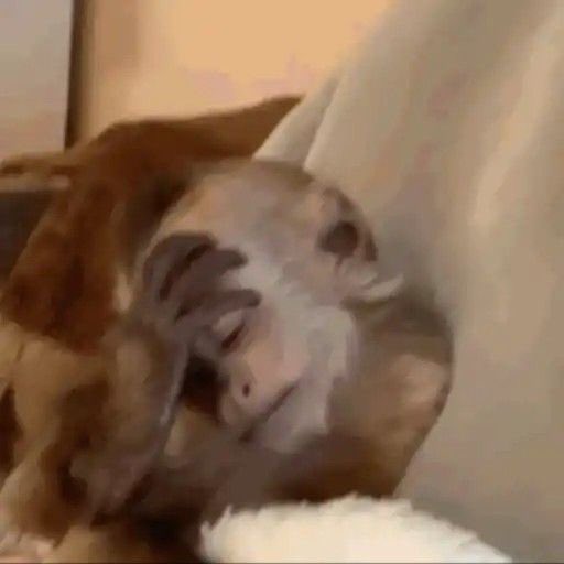 repentt🕷️ tweet media