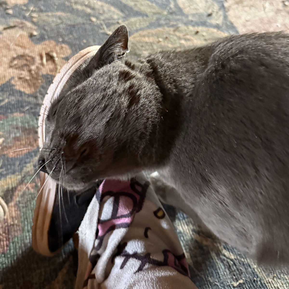 Alaina Catssadine's Cursed Cat Café tweet media