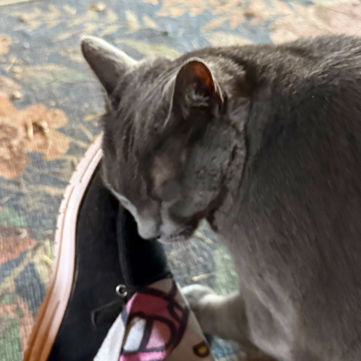 Alaina Catssadine's Cursed Cat Café tweet media