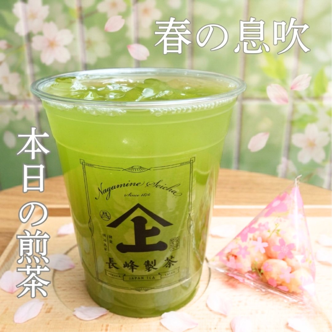 musematcha's tweet photo. 本日の煎茶：早春限定「春の息吹」🍃

春ならではのフレッシュさを体感しませんか？一口飲めば、体の中までみずみずしく潤います。今日のような空気にぴったりの美味しさです。

お茶菓子付き550円（HOT/ICE） ちょっと一休みしに、ぜひ田端店へお立ち寄りください https://t.co/BwnBakGHNS