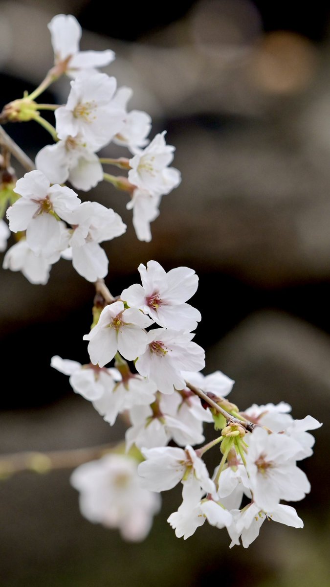 ひでちゃん tweet media