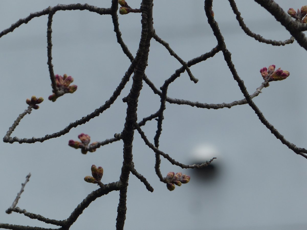 白石城 tweet media