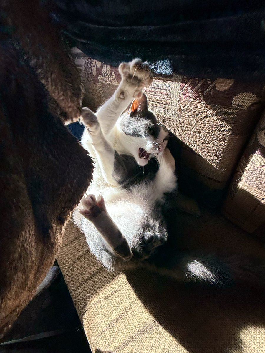 Alaina Catssadine's Cursed Cat Café tweet media