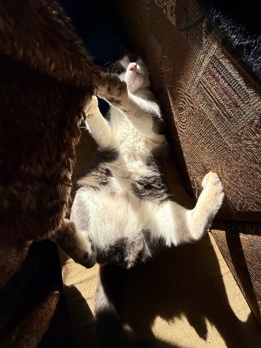 Alaina Catssadine's Cursed Cat Café tweet media