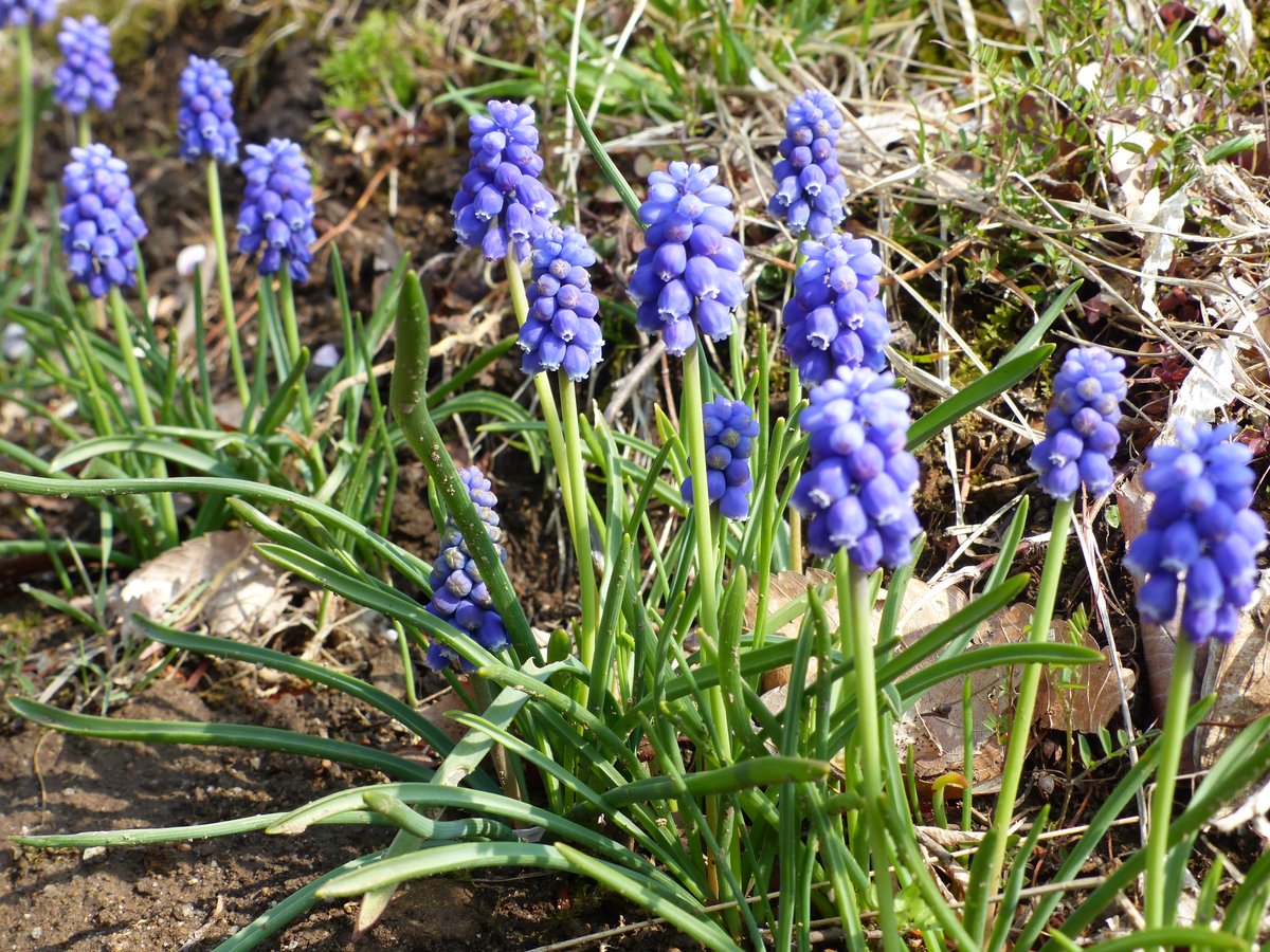 白石城 tweet media