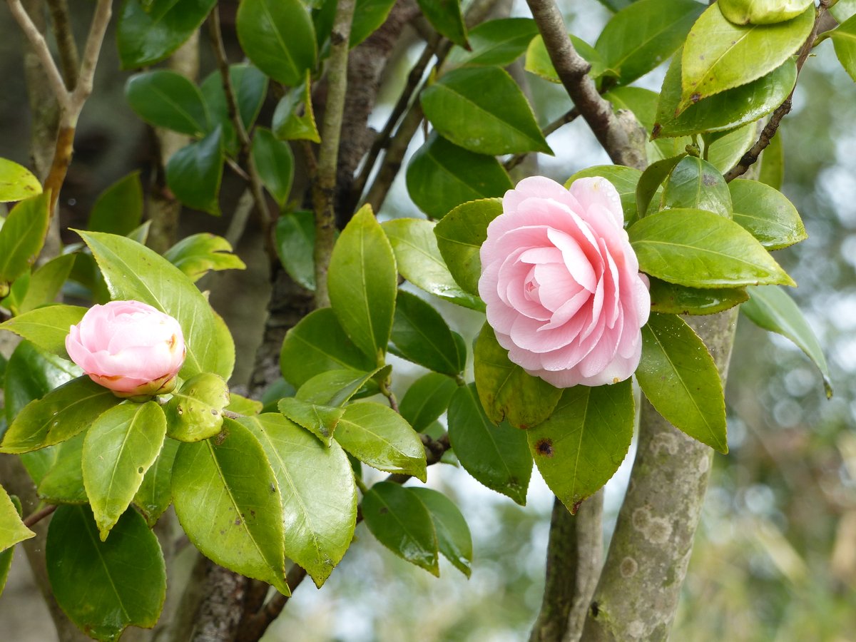 白石城 tweet media