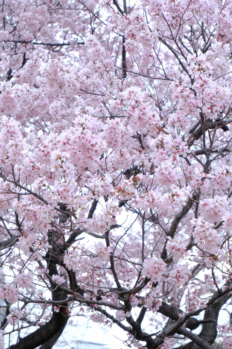 𝐍𝐚𝐭𝐬𝐮𝐤𝐢_𝐒𝐓𝐀𝐑𝐉𝐄𝐓𝐒(スタージェッツ) tweet media