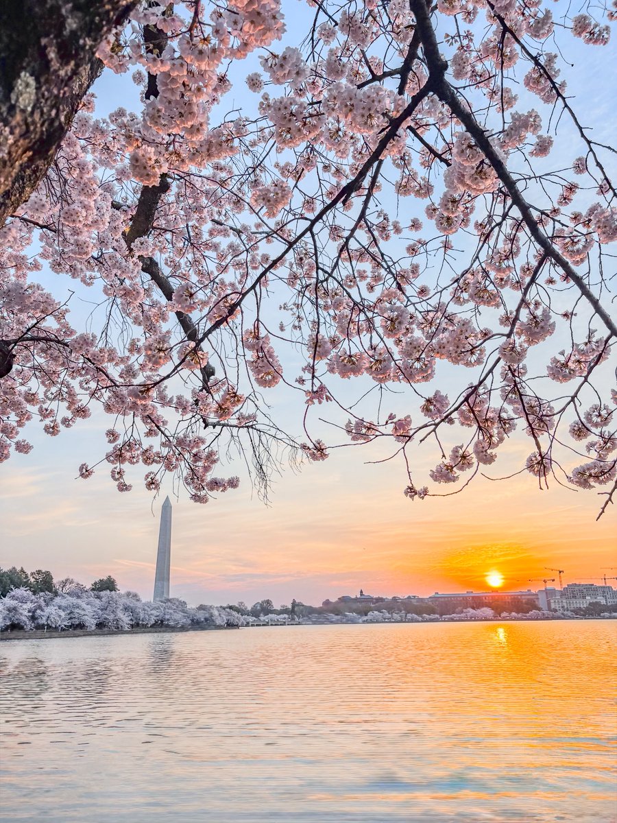 hollaa_backk's tweet photo. Is there anything better than peak bloom at sunrise? 🌸🌸🌸 https://t.co/rqSiiS09sg