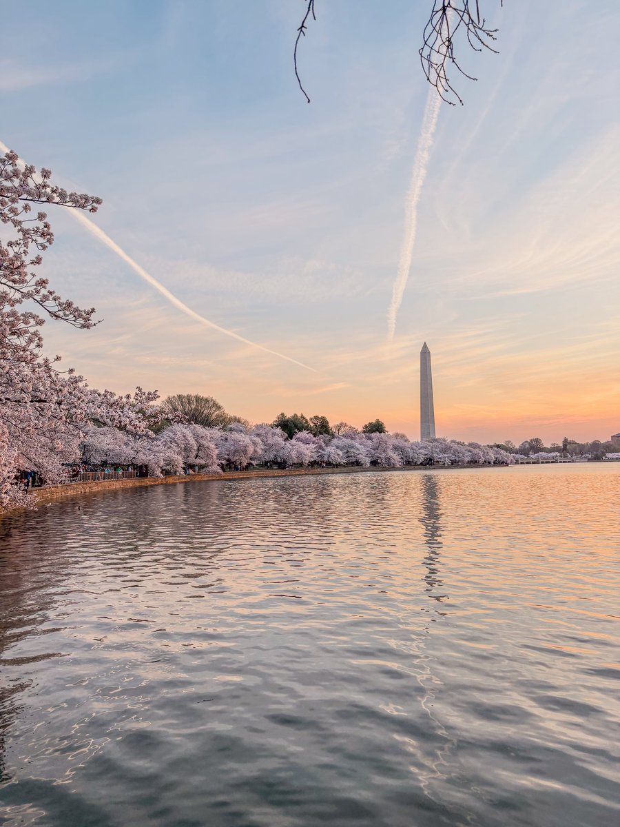 hollaa_backk's tweet photo. Is there anything better than peak bloom at sunrise? 🌸🌸🌸 https://t.co/rqSiiS09sg