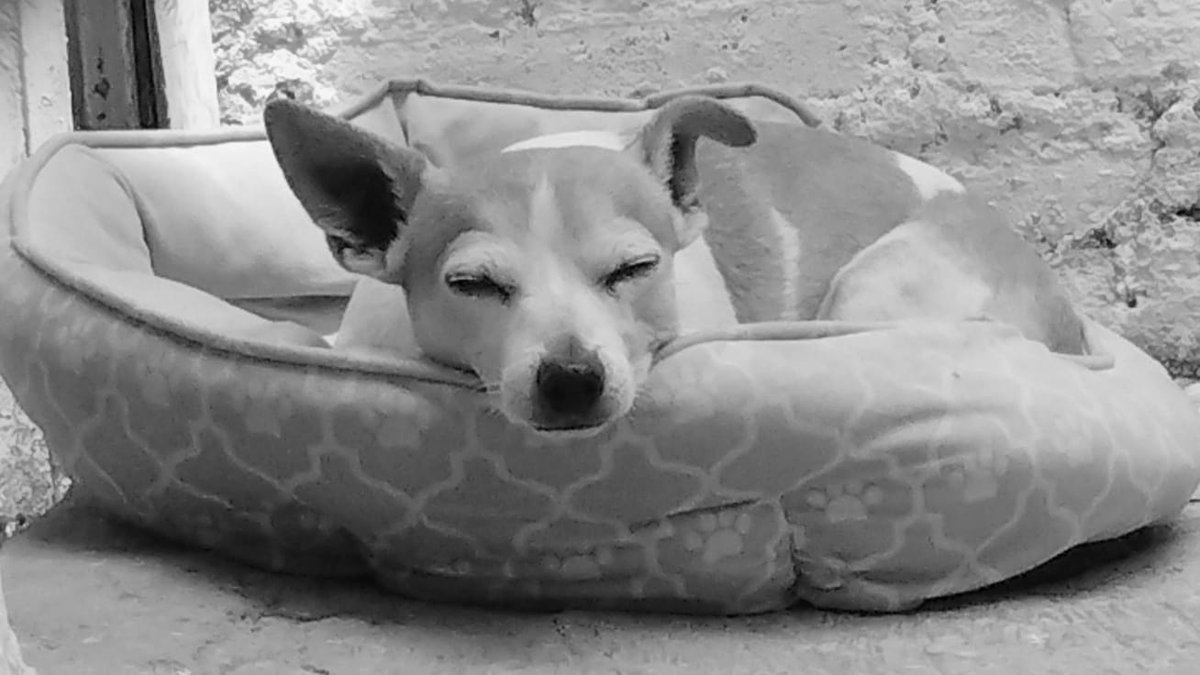 francisco villagran tweet media