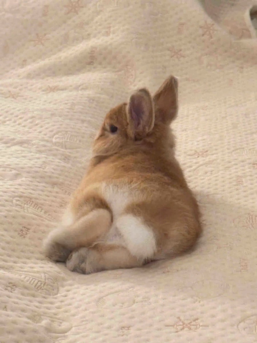 Why you should have a rabbit tweet media