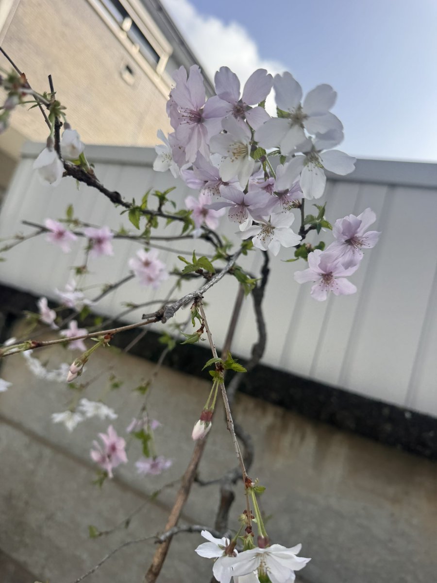 仁-JiN- tweet media