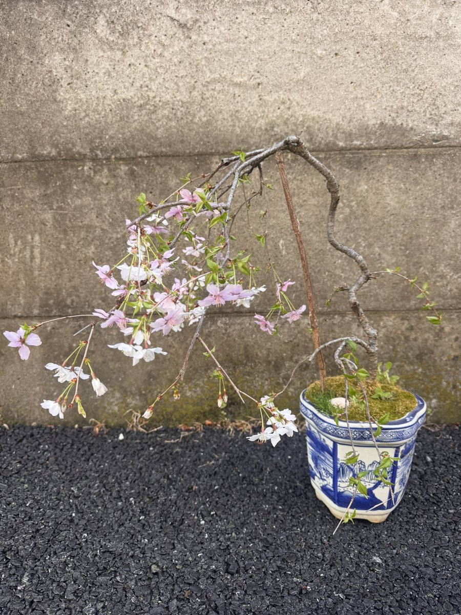 仁-JiN- tweet media