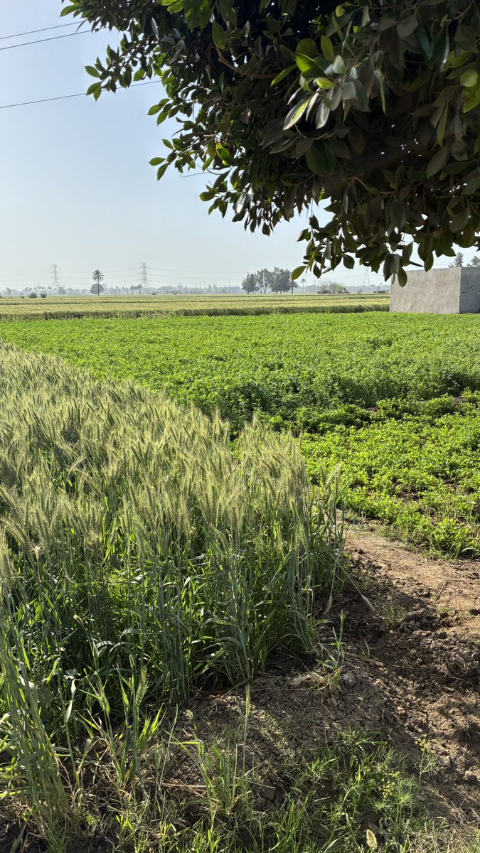 ثوىٰ tweet media