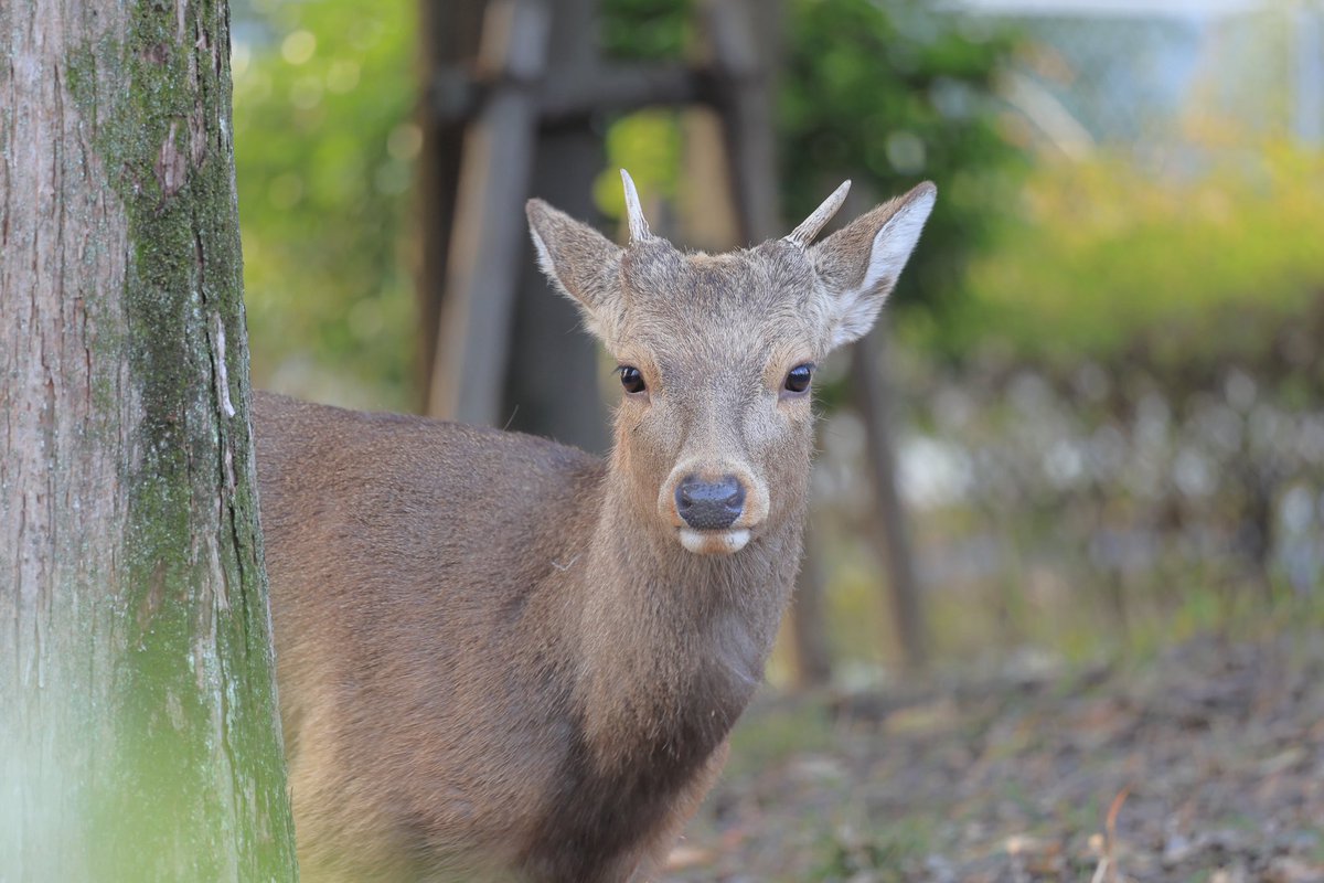 yurry387's tweet photo. 奈良から大阪へ大冒険をしたシカさん改めてシカやん
幸せに過ごしてほしい🦌 https://t.co/SQTby7BEEG