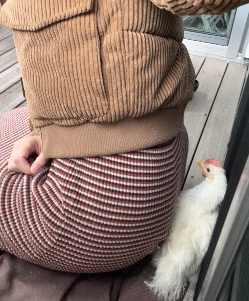 tolly｜とーりー🐓🐛 tweet media