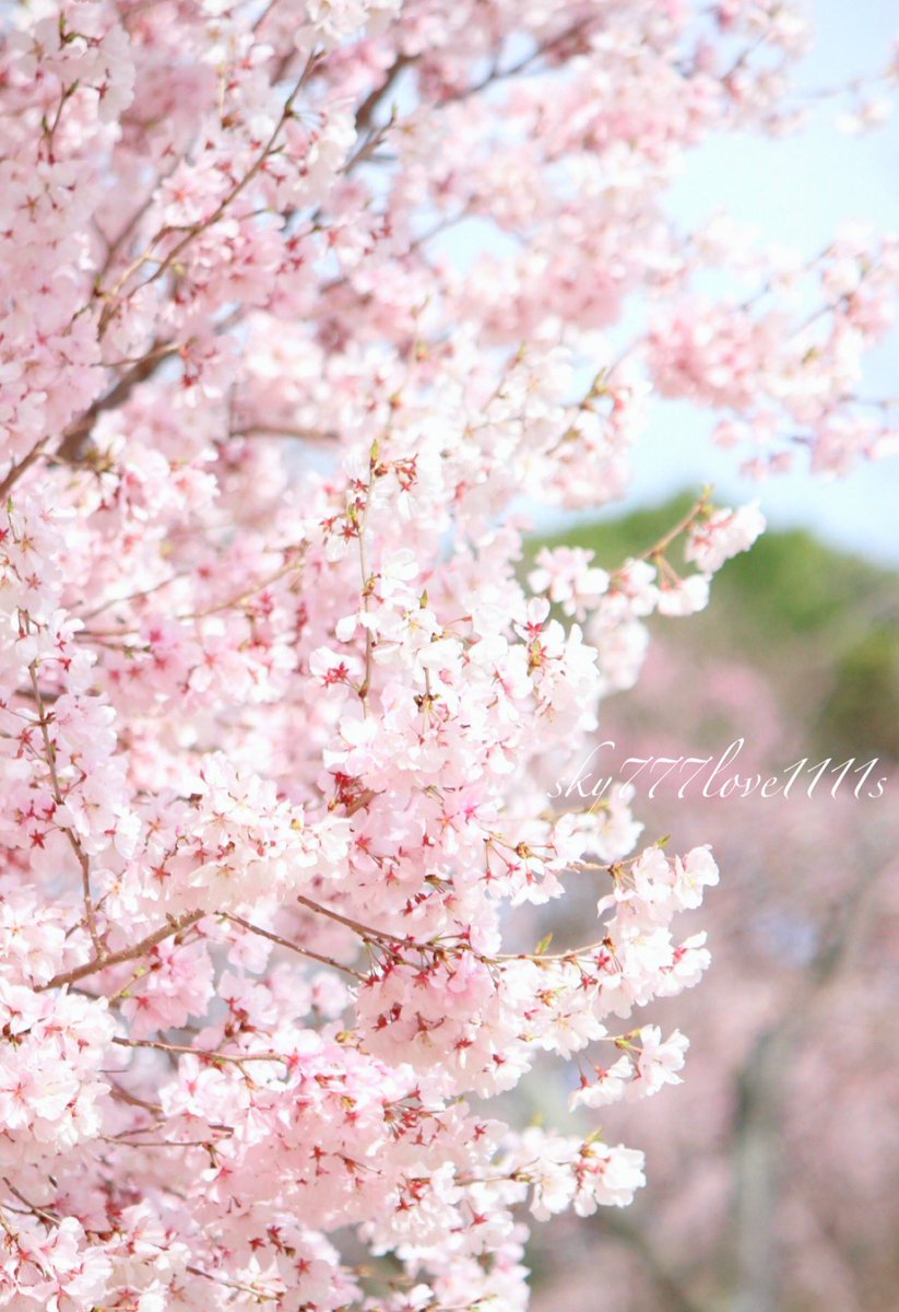 𓇬𓂂 𝚂𝚊𝚔𝚞𝚛𝚊 𓂂𓏲𐄢🦋 tweet media