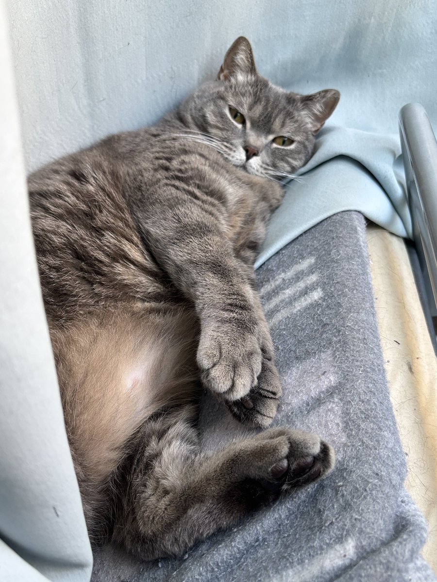 spiny_1111's tweet photo. ドーム内での過ごし方。。
#マンチカン
#猫のいる暮らし https://t.co/jUCgwxHSW4