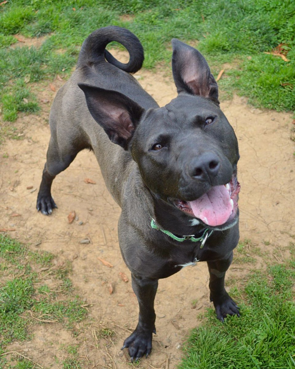 Greenhill Humane tweet media