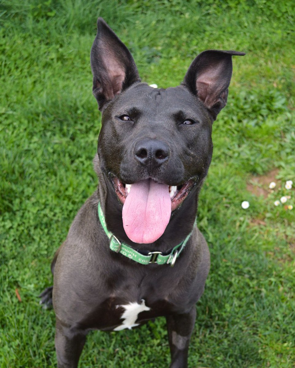 Greenhill Humane tweet media