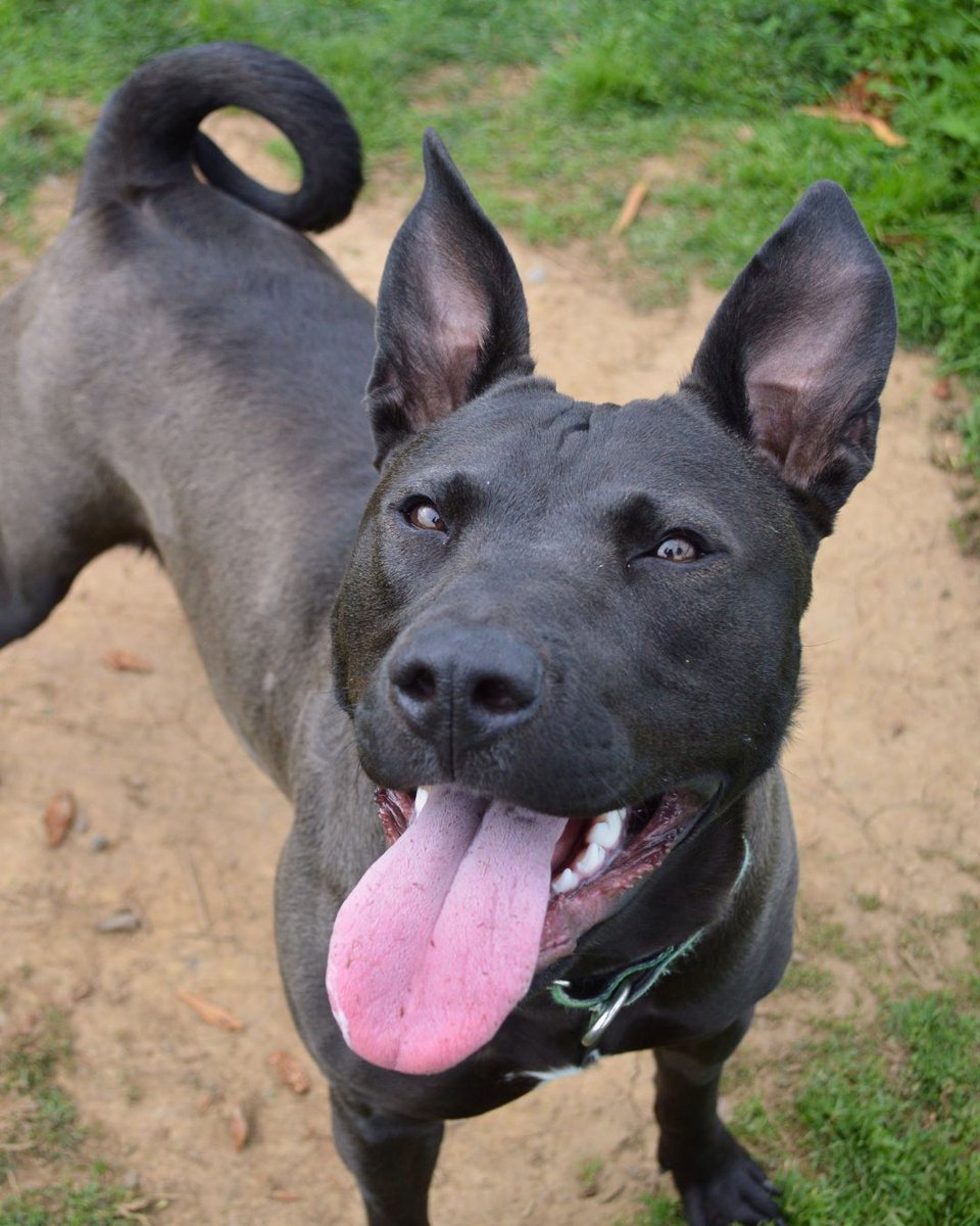 Greenhill Humane tweet media