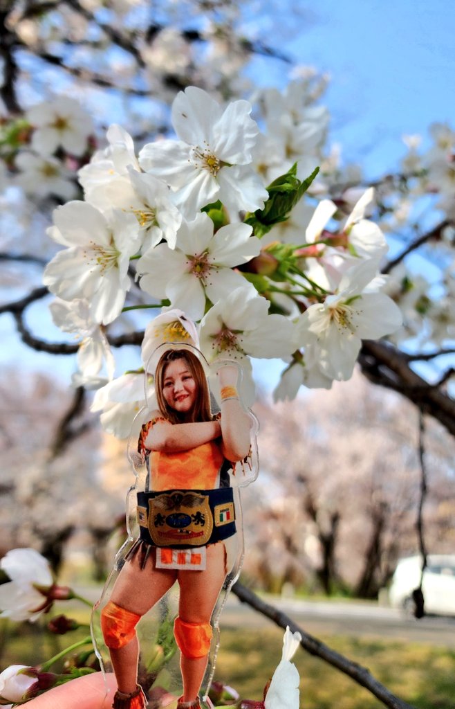 今日の卍ちゃん
#マリ卍 と各務原の桜🌸
#マリ卍アクスタ
#柳ケ瀬プロレス
#Ladius
#コスケンプロレス
#推し活