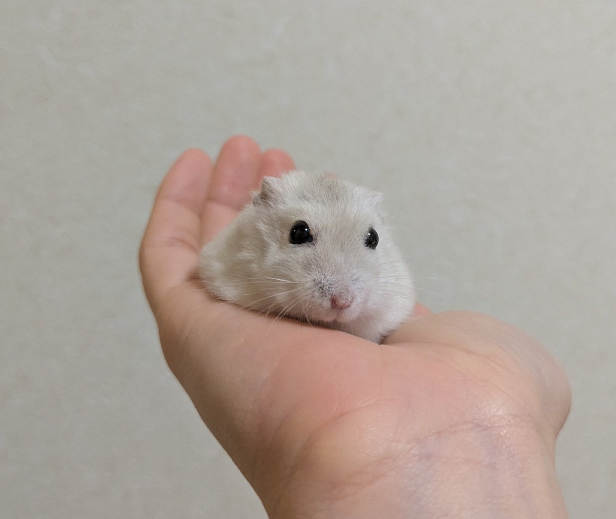 たなか♀ tweet media