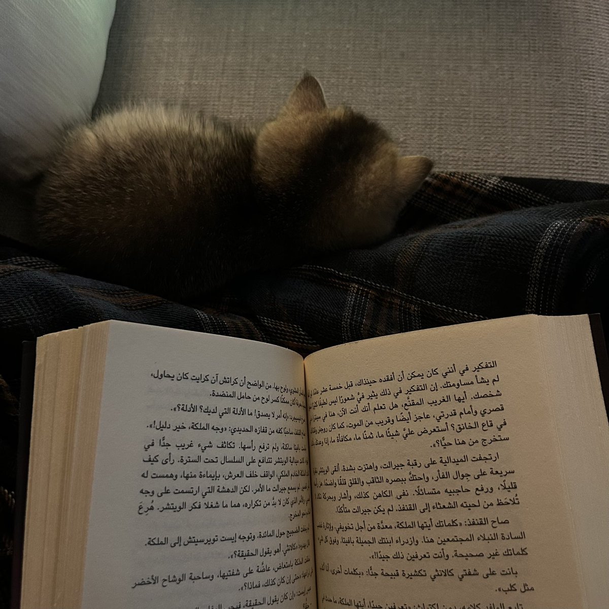 مُثنى tweet media