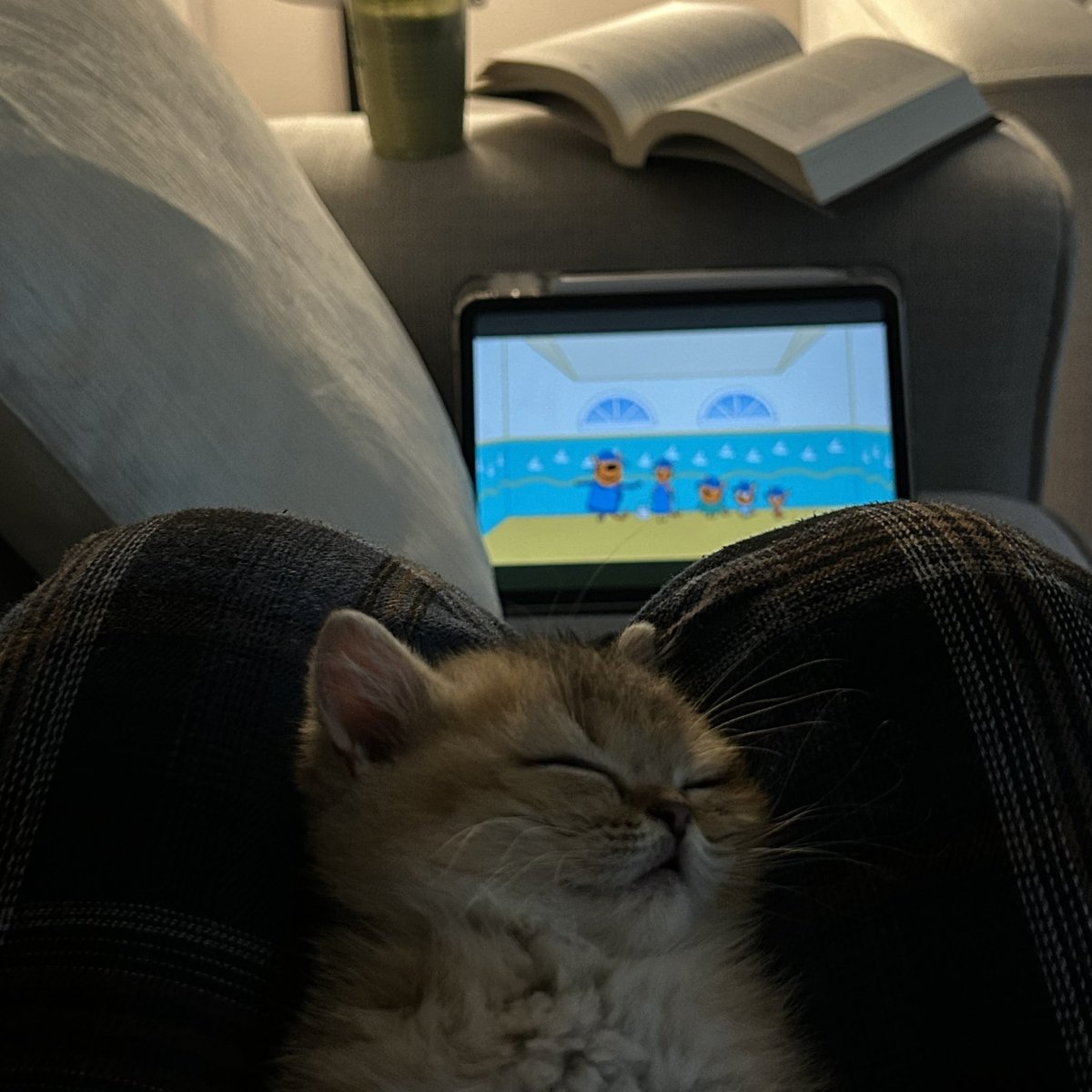 مُثنى tweet media