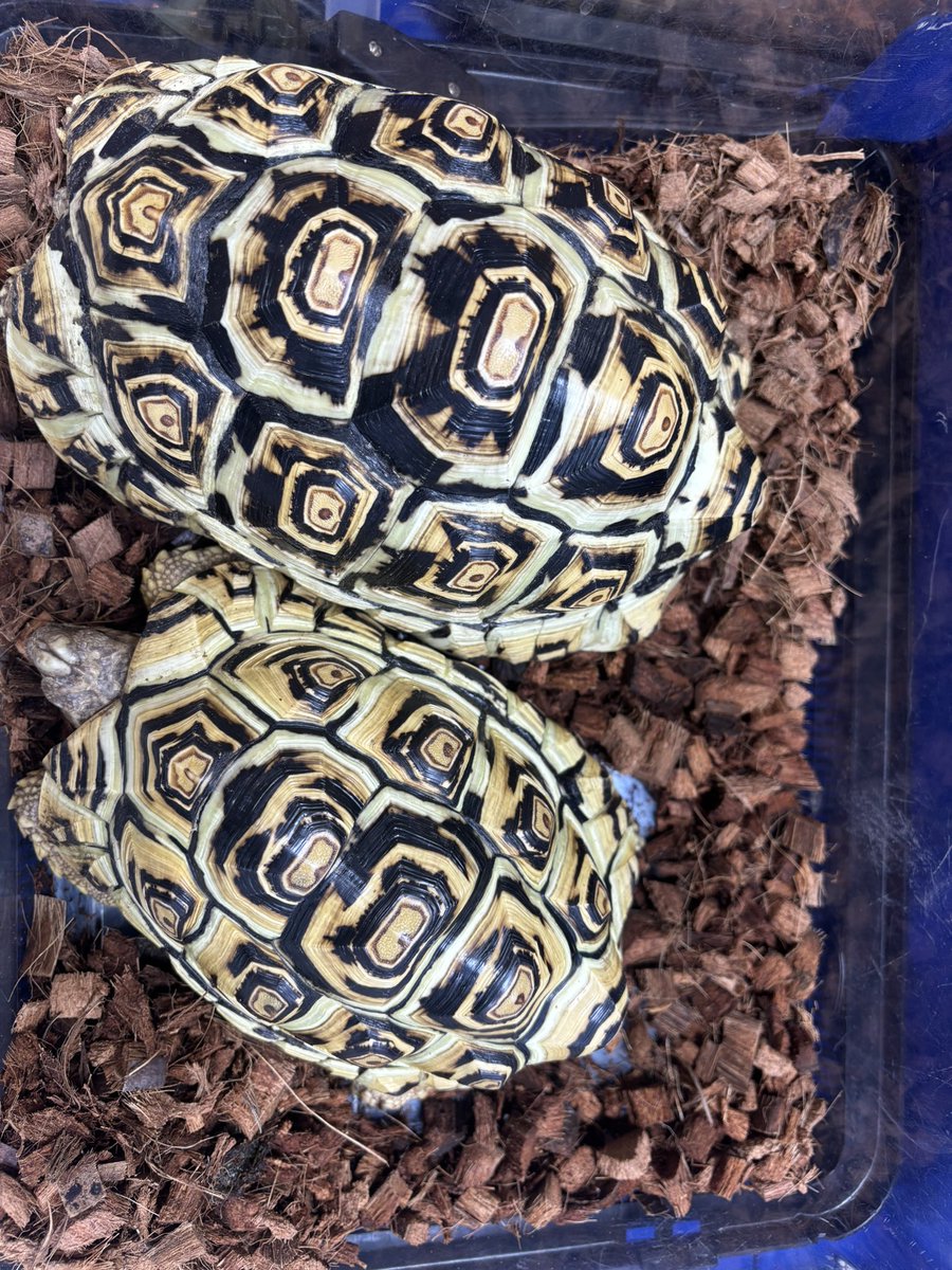 SAURIA守口店 tweet media