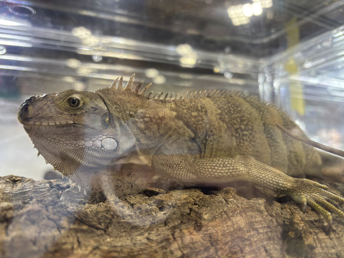 SAURIA守口店 tweet media