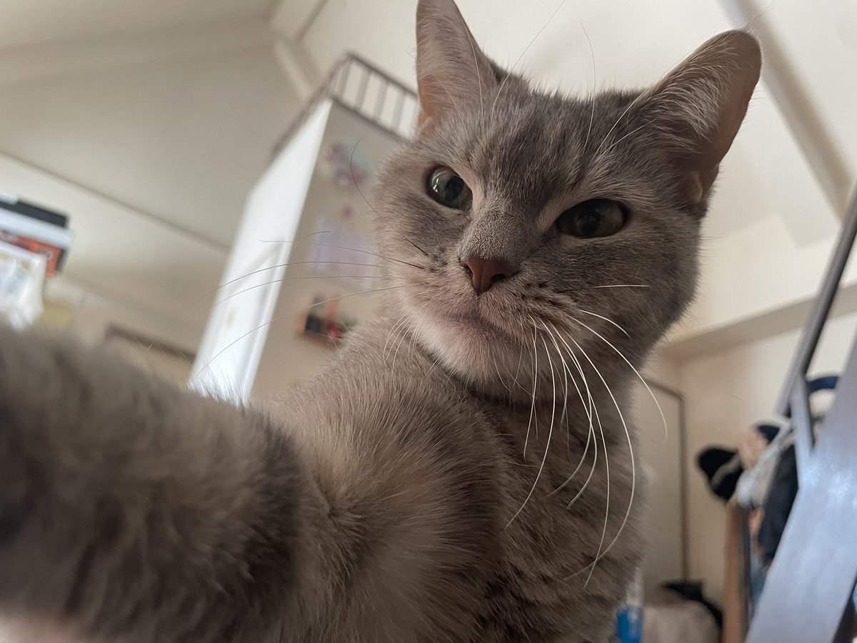 たりま姫 tweet media