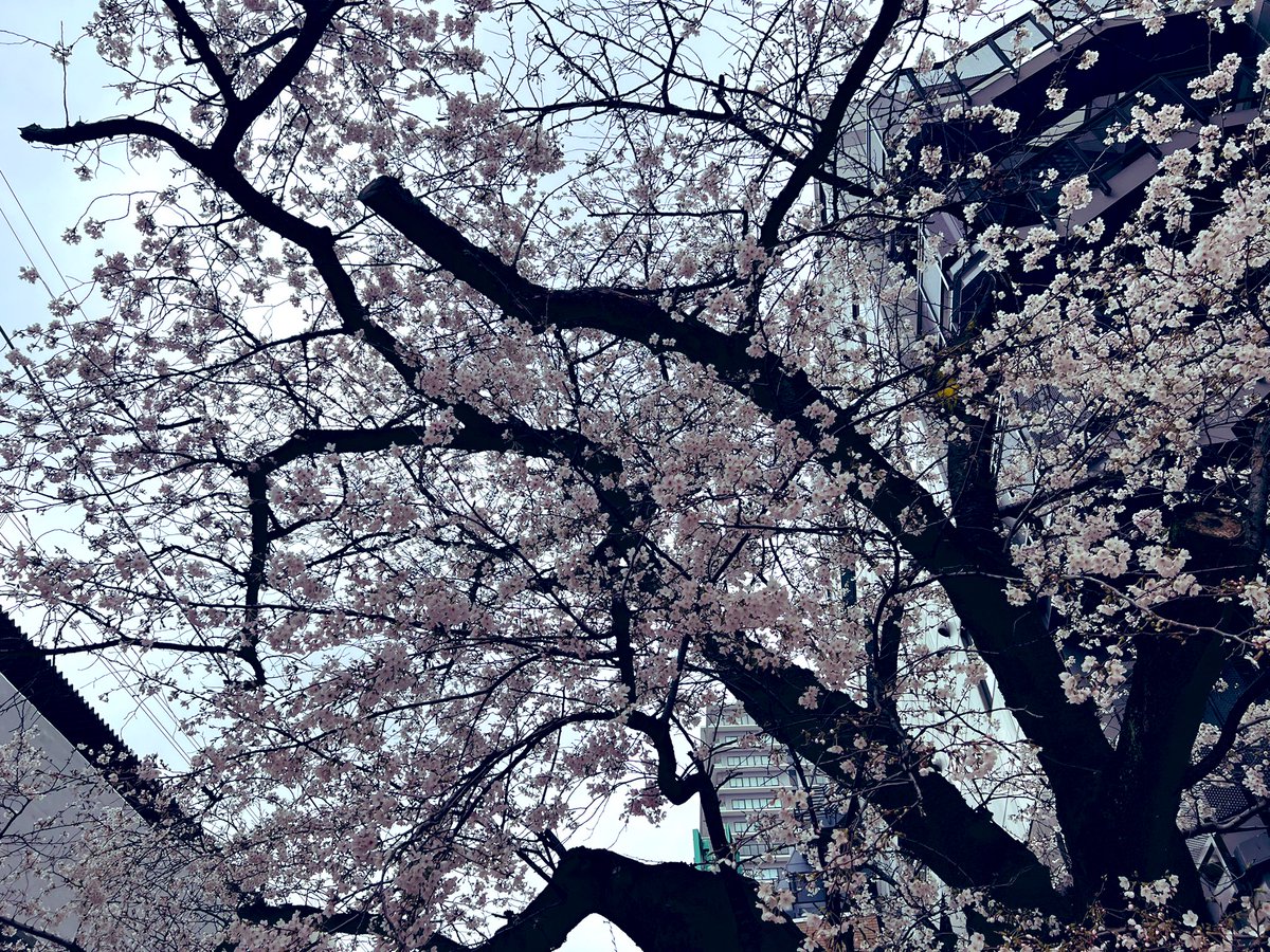 ライブ日和🌸