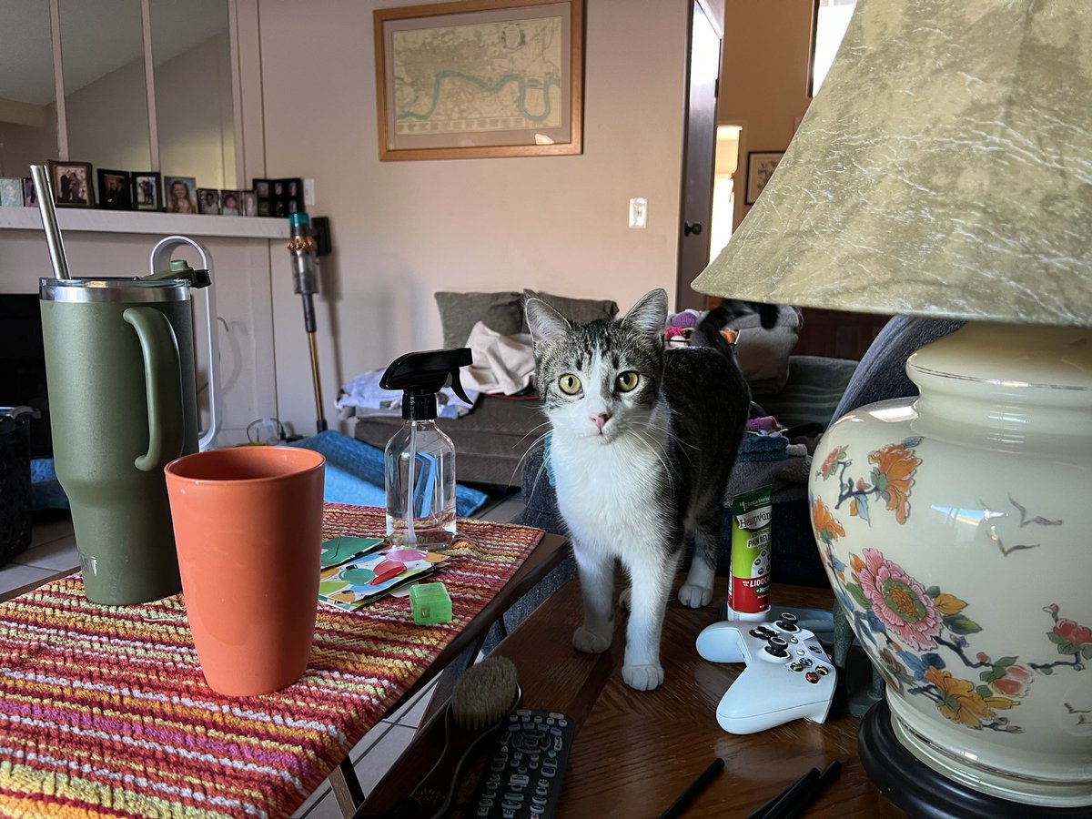 Lizzie the cat tweet media