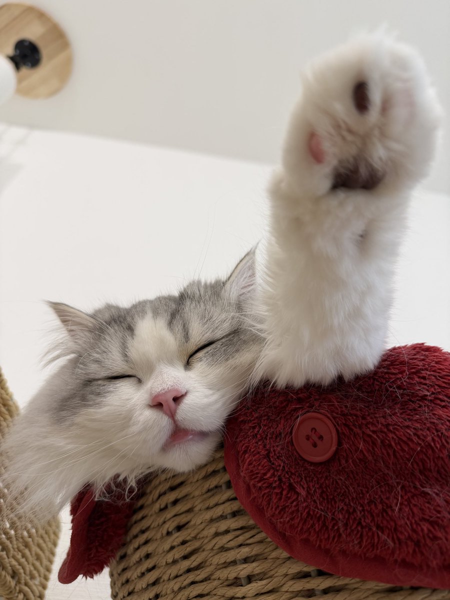 スコスコぽこ太郎ファミリー tweet media